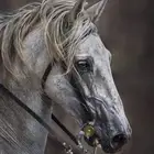 سايس خيل