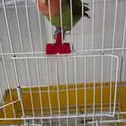 3 طيور روز اليفه كل واحد بقفصه