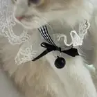 قطه شيرازي للتبني
