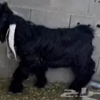 تيس عارضي صنف