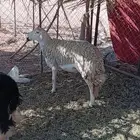 نعجة حرية حايل