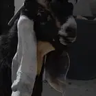 جذع عارضي خصم