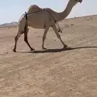 للبييع عشرا