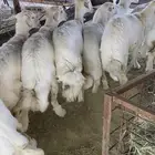 رخال كففو وخرفان