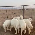 خرفان حريه