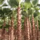 تنسيق الحدائق المنزلية