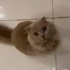 الثطوه للبيع