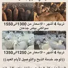 اضاحي سواكني حمري وبيض جذعان (جملةوتفريد)