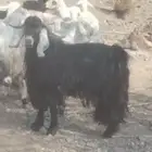 تيس فحل عارضي