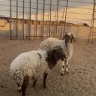خرفان نعيم