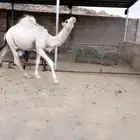 قعود عفر