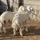 للبيع طليان ورخال ذبايح العيد