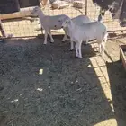 طلي وثنتين رخال اعمارها ثلاثه أشهر