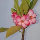 شتلات الادينيوم او العدنة