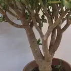 كرسولا