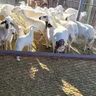 غنم مراح واحد العدد 18 بالفحل حقها ومعها 4 بهم والسن تتفاوت