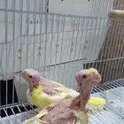 2 فروخ كروان لاتينو عيون حمر