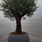 اشجار الزيتون جميع المقاسات