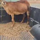 عنز حايل