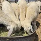 بهم عدد 5 طليان ورخال
