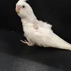 كروان البينو عيون حمر