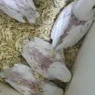 طيور  روز غر فرخ