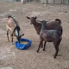 تيوس