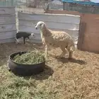 عدد 3 طليان سمينه