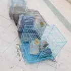 للبيع اقفاص ومنقل