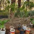 عندي كم شجره يسمين للبيع كبير