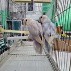 عرض إلى أهل التميز والإبداع ( جوز روز مع فروخه مستوى قوي).