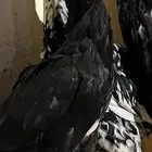 ديك ودجاجه باكستاني