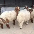 خرفان نعيمي جذعان متوفر تابي وتمارا