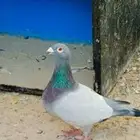 Al hasa al uyoun sanniya
