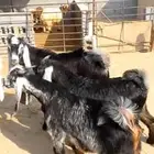 تابي تمارا تيوس عوارض وخرفان حري بلدي