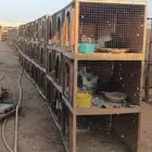 محاكر حمام مستعملة نظيفة للبيع