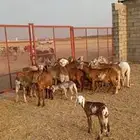 غنم سواكنيات للبيع