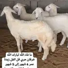 قسطها على تابي او تمارا خرفان حري تيوس عوارض نعيمي بلدي