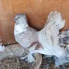 العرض السادس للحمام الرقاص زوج رقاص هندي مع انتاجه