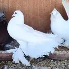 العرض الخامس للحمام الرقاص زوج رقاص هندي مع انتاجه