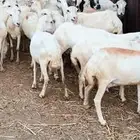 ضان رفيديات ( متومات )