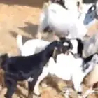 I have goats for sale 2 and on them 4