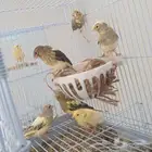 جوز كناري - تم البيع