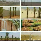 مقاول لاقلاع وغرس انخيل لاجميع انوع انخل وتوريد