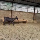 تيس المورسيانو