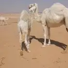 قعودين للبيع شحم عرالحليب