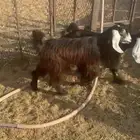 ثنتين جفار عوارض