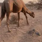 جمل ساحلي ادهم