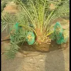 نخل للبيع نخيل مثمر نقايل جثايث خلاص صقعي سكري شيشي برحي سلج