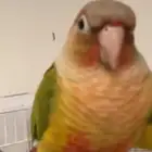 مفقود طير كنيور ضائع بالمنتزه